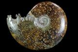 Polished, Agatized Ammonite (Cleoniceras) - Madagascar #97271-1
